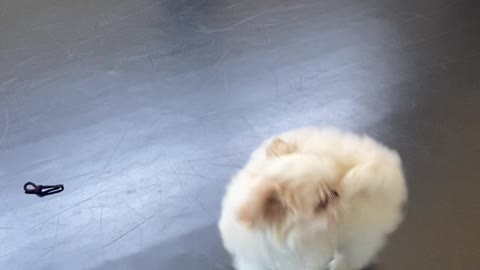 Puppy Tail Chase