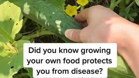 Growing your own food can protect you