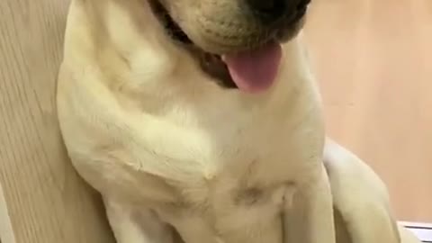 Dog Tells on His Brother, FUNNY & CUTE