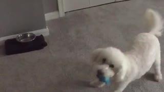 White dog plays fetch blue sock on white carpet