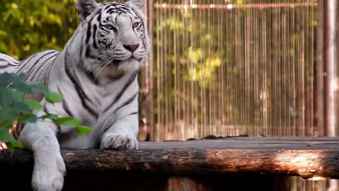 Animals of Asia 4K - Scenic Wildlife Film With Calming Music