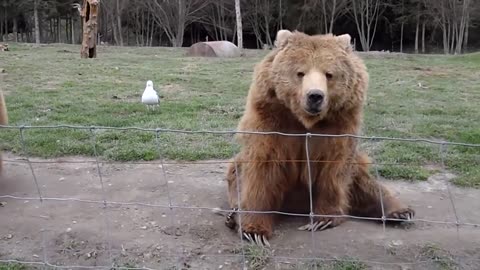 Girzzly Bear Waves To Camera Cute..