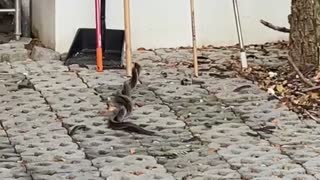 Snakes Dance on Valentine's Day