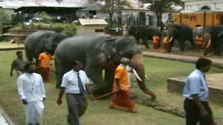 Sri Lankan huge elephants