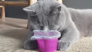 Britishshorthair cat after anesthesia tries to get some sweets