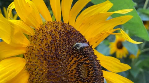 Bee gathering nectar from center of sunflower