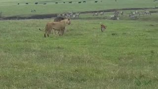 Fearless Dog Confronts Two Lions And Scares Them Off