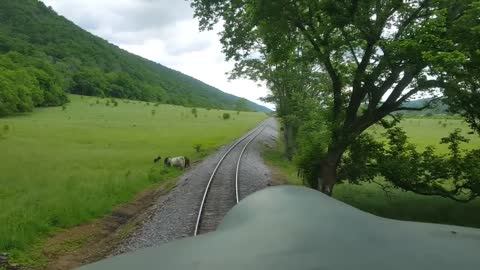 Cows on train tracks
