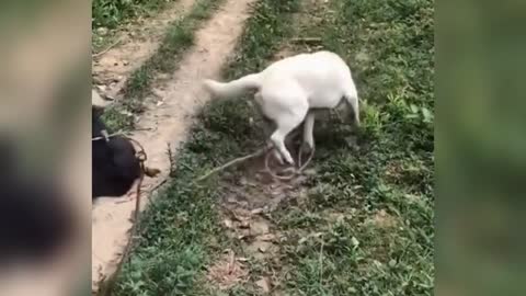 Dogs herding cattle