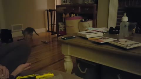 Gato juega a atrapar - ¡igual que un perro!