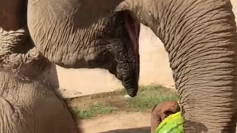 The elephant is eating a big watermelon