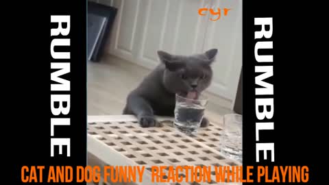 cat and dog funny reaction while playing