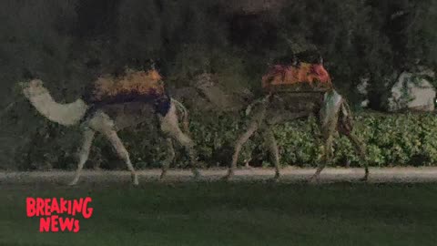 Amazing Desert camel spotted in the park