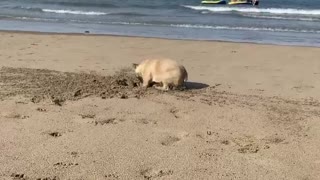 Simon The French Bulldog Digs The Beach