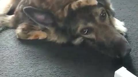 Sweet kitten befriends gentle German Shepherd