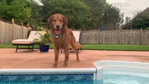 Golden retriever scared of pool
