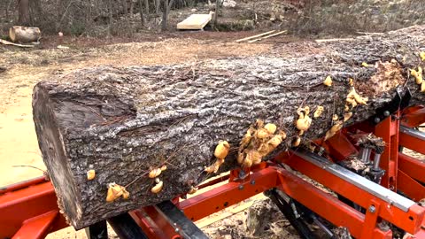 Milling Mockernut Hickory and Rocks?!? on Wood-Mizer LT40