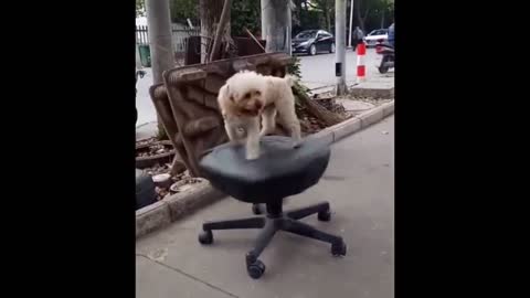 Funny animal video #