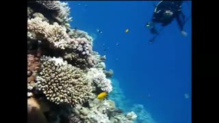 Diving in Sharm El-Sheikh