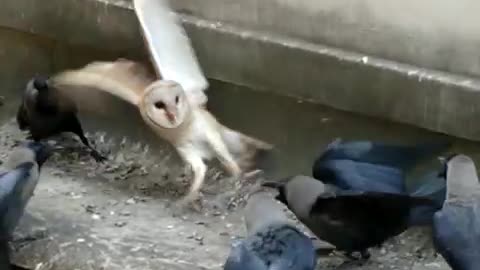A poor baby Owl being attacked by a flock of crows. P.S: I helped the owl by scaring away the crows.