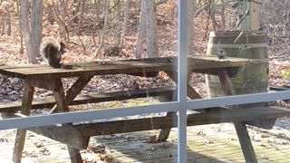 Squirrels are fighting for walnuts each other