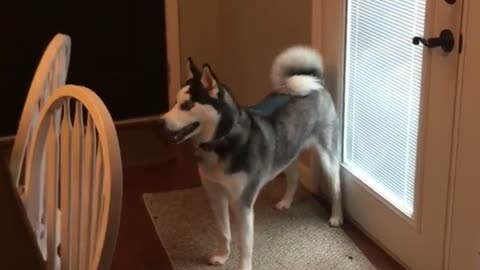Bossy Siberian Husky Demands To go On Her Daily Walk