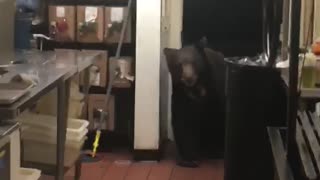 Bear Walks into Kitchen