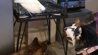 Cockatoo Wants to Be Part of the Dog Pack
