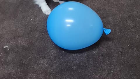 Paisley's Encounter with a balloon