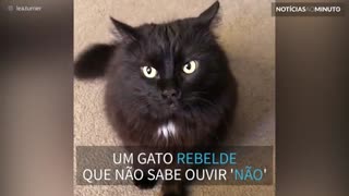 Conheça Max, o gato que não sabe ouvir 'não'