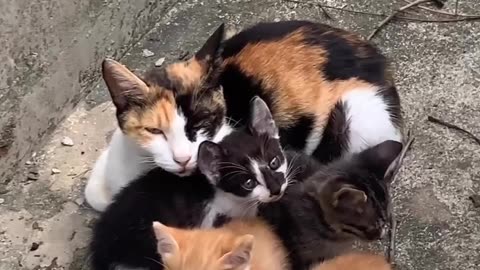 So Cute video 😍😍😍Cats & Kittens🥰🥰🥰