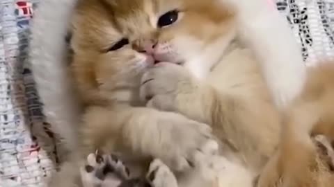 great cat video