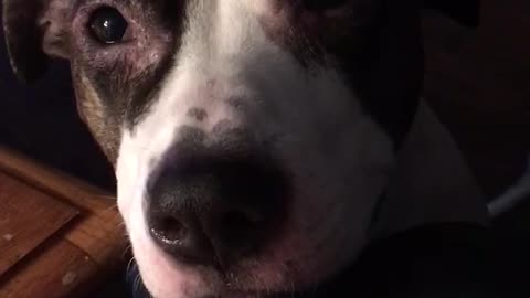 Listen to this hungry pup literally sing for scraps