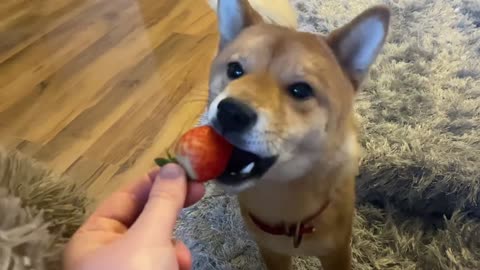 Shiba Inu Discovers Strawberries