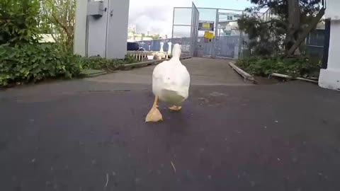 Me & My Duck Walking Down The Dock