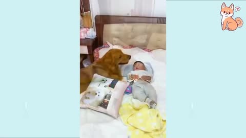 SMART DOG BABYSITTING CUTE BABY- RESPONSIBLE FUR PET