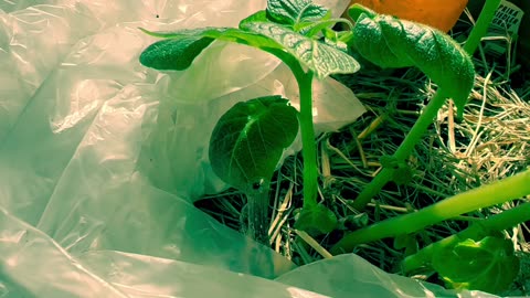 Patio potatoes growing in containers