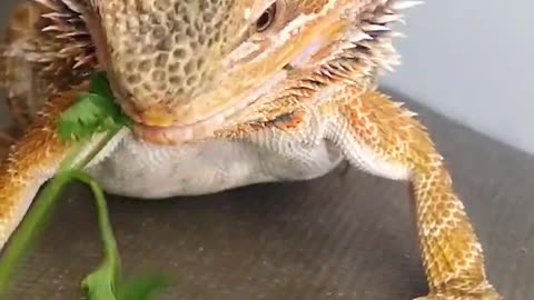 Bearded Dragon Duped into Diet