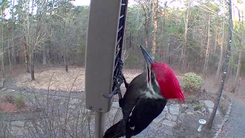 up close video of pileated woodpecker
