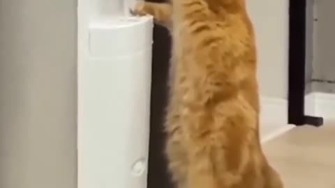 A wonderful video of a cat drinking like a human