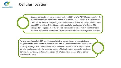 ABC transporters