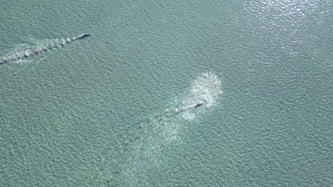 Dolphins Hunt In Synchronized Swim