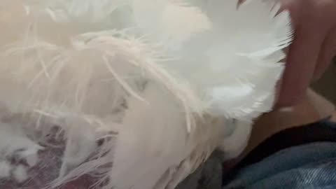 Sara Shines: The Heartwarming Evolution of Our Umbrella Cockatoo | Bird-Lover Chronicles