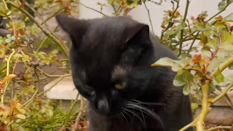 Cat playing with a rose branch