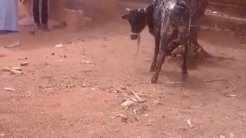 unexpected Cow kicks a man