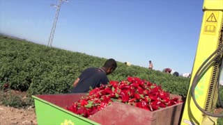 How chili sauce is made