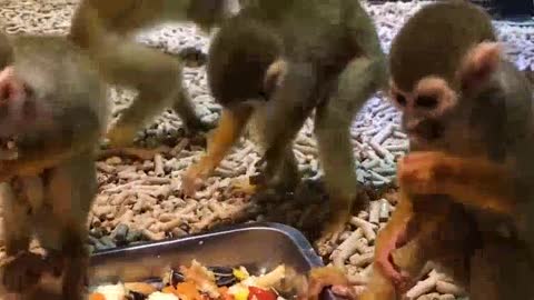 [squirrel monkey] the little monkey said that others' food was the best! Most fragrant ～