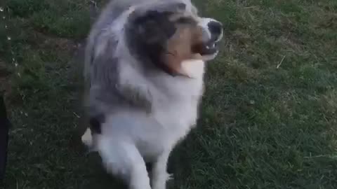 Dog biting water