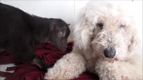 Patient dog entertains baby goat