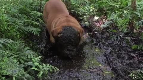 French Mastiff Puppy Has Quite The Fun Playing In The Mud